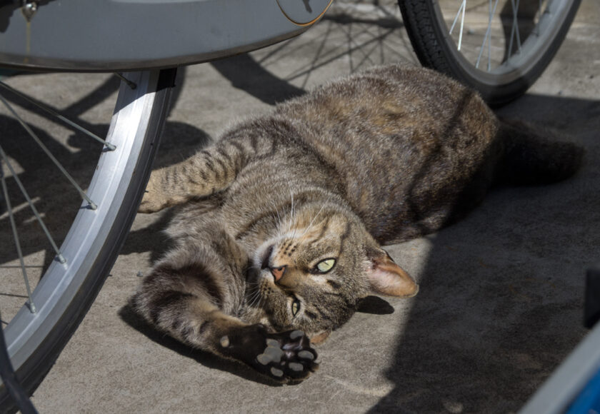 立川市の猫