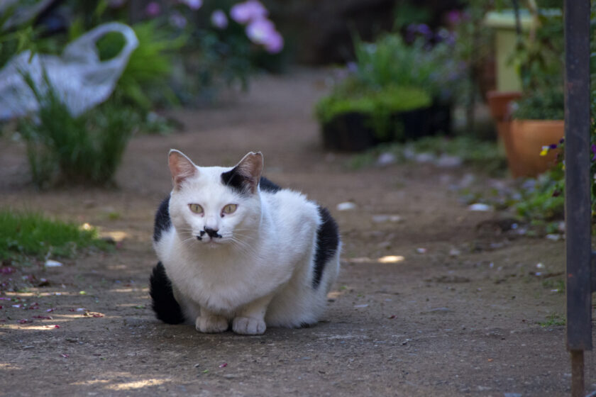 立川市の猫