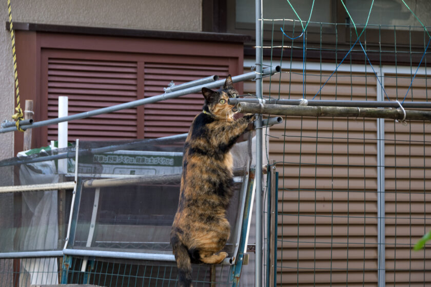 昭島市の猫