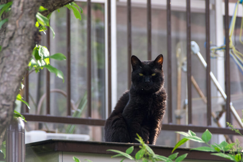 昭島市の猫