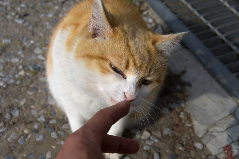 昭島市の猫