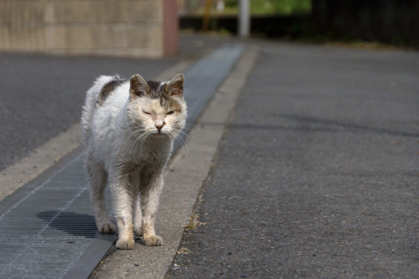 昭島市の猫