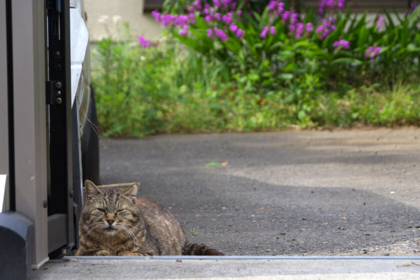 昭島市の猫