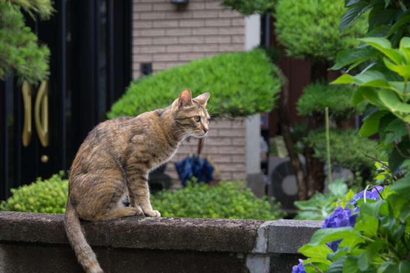 川崎市の猫