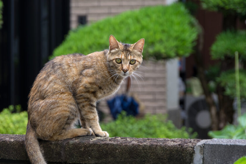 川崎市の猫