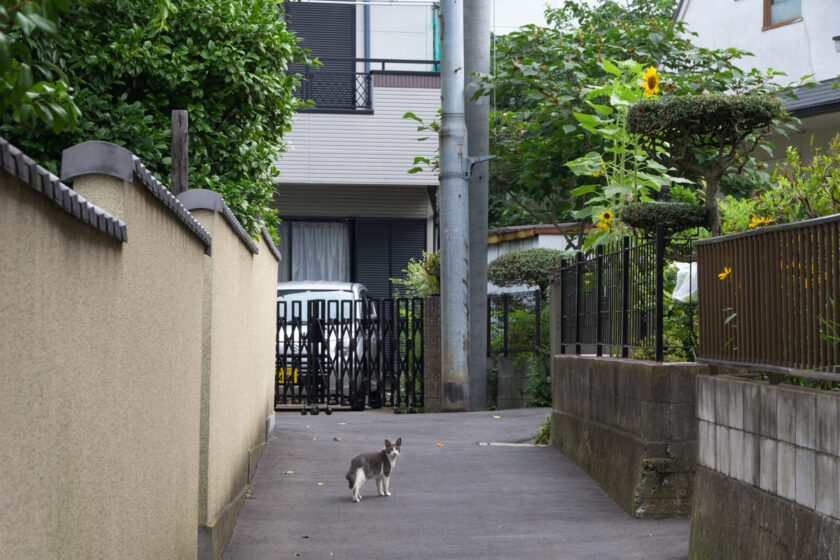 立川市の猫