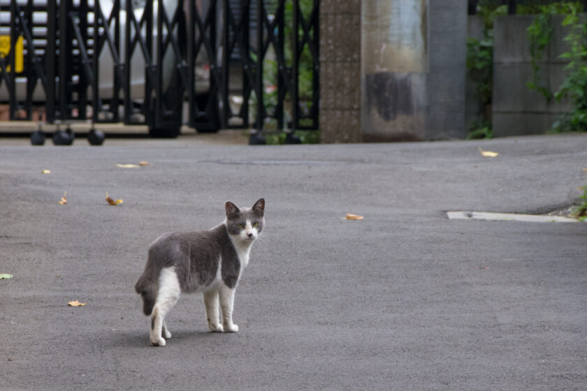 立川市の猫