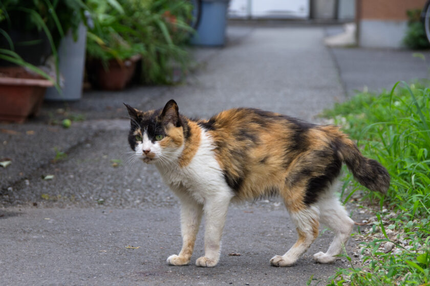 立川市の猫