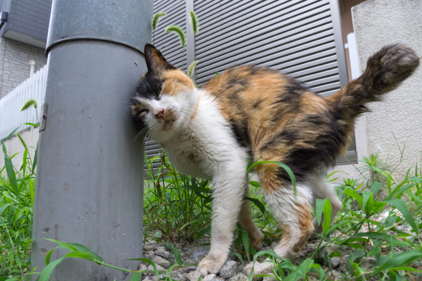 立川市の猫