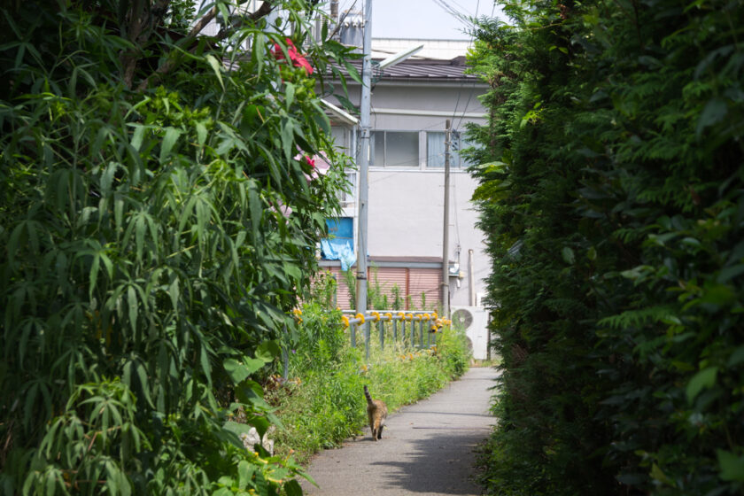 昭島市の猫