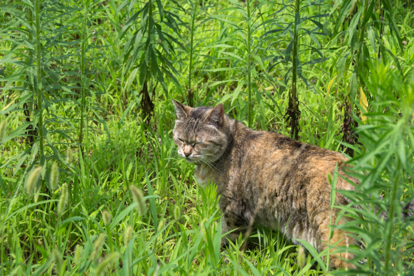 昭島市の猫