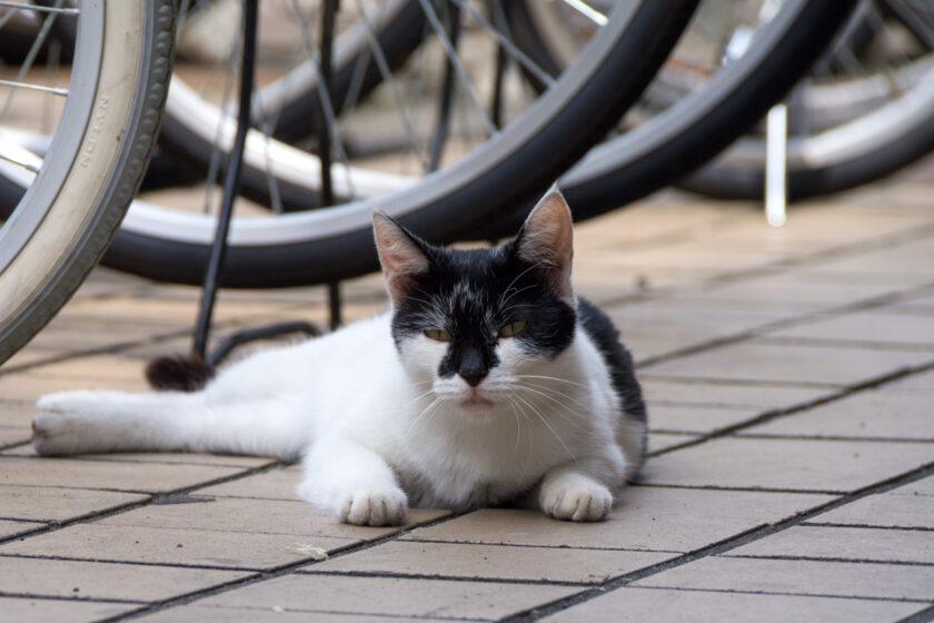 昭島市の猫