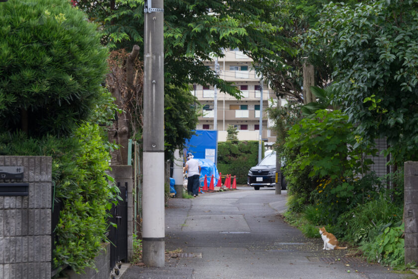 昭島市の猫