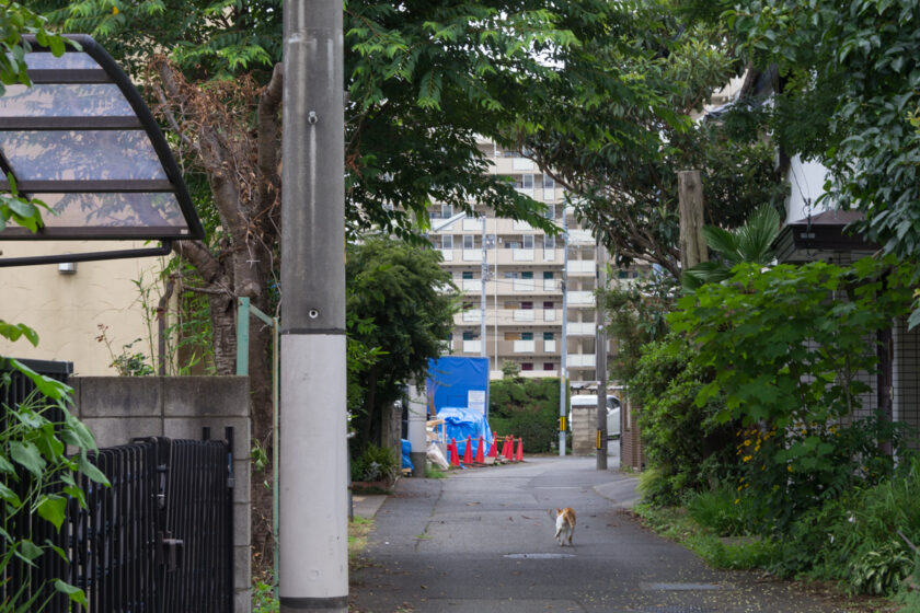 昭島市の猫