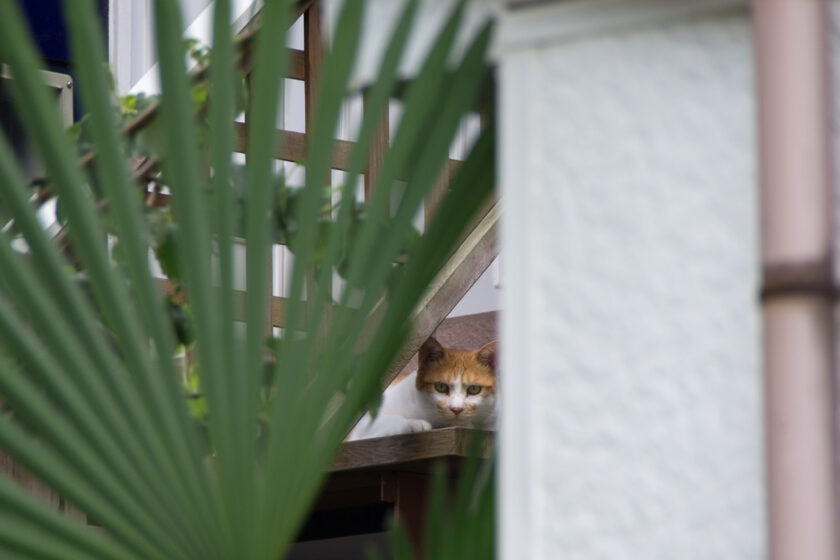 昭島市の猫