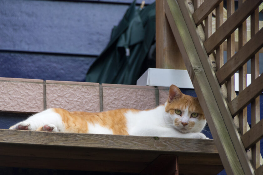 昭島市の猫