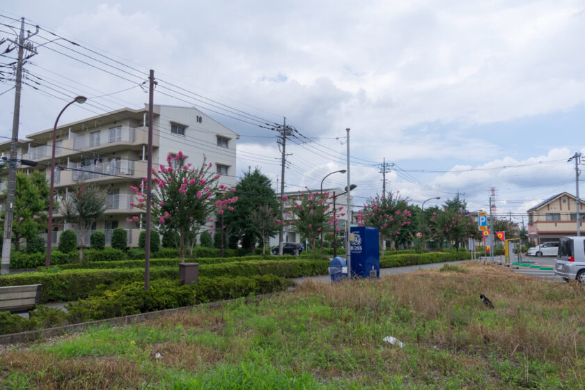 昭島市の猫