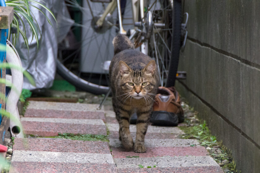 昭島市の猫