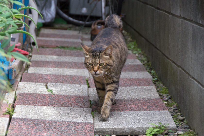 昭島市の猫