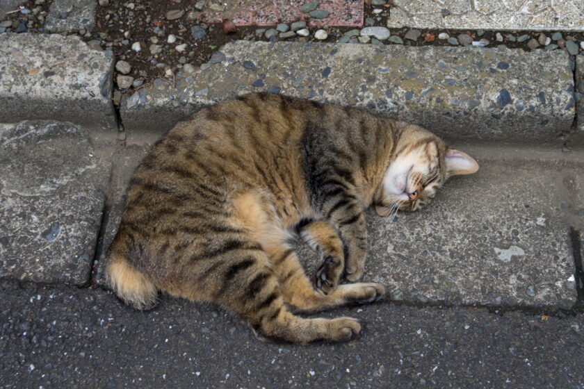 昭島市の猫