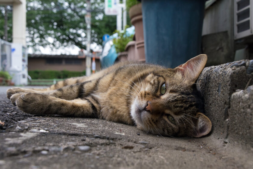 昭島市の猫