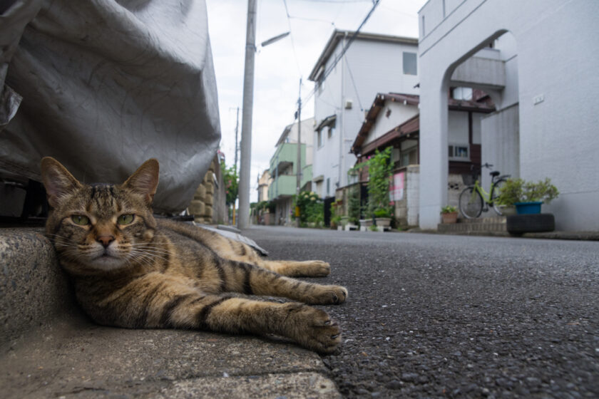 昭島市の猫