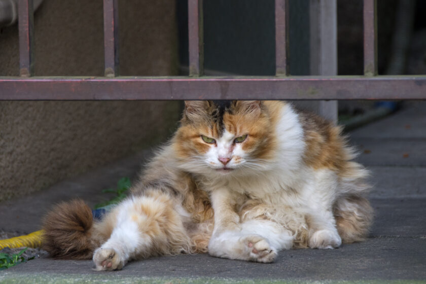 八王子市の猫