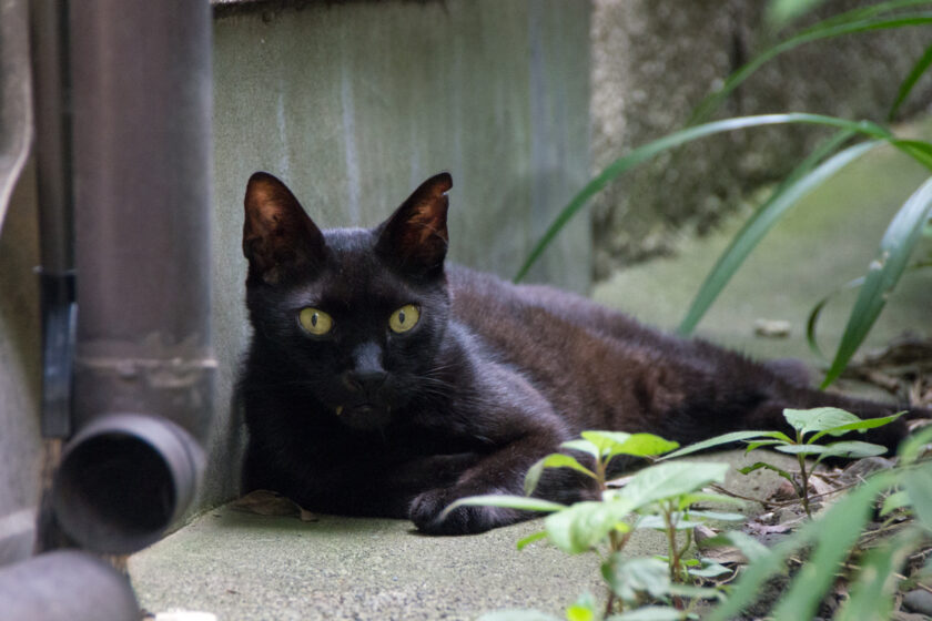 八王子市の猫