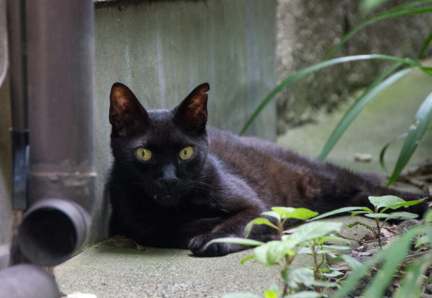 八王子市の猫