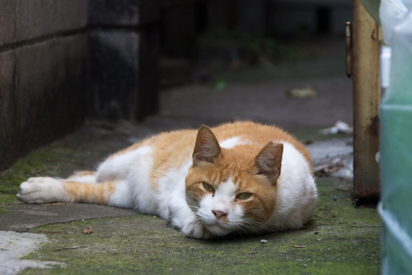 八王子市の猫