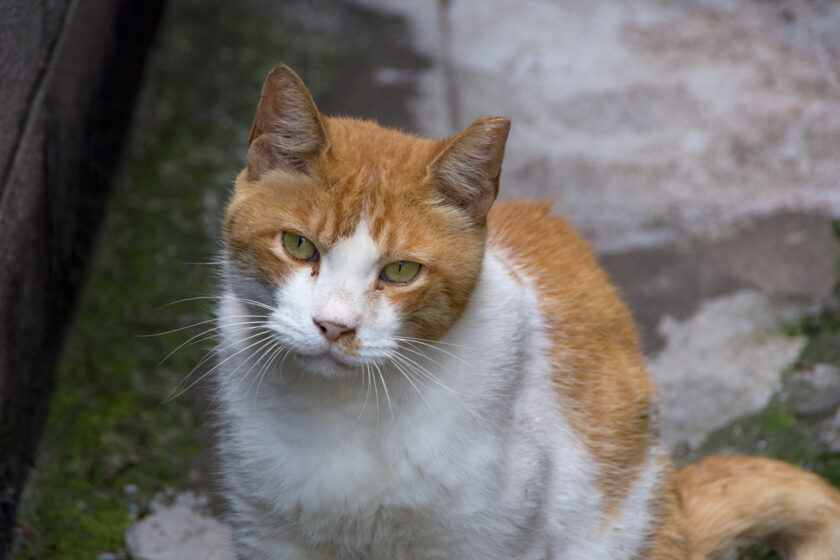 八王子市の猫