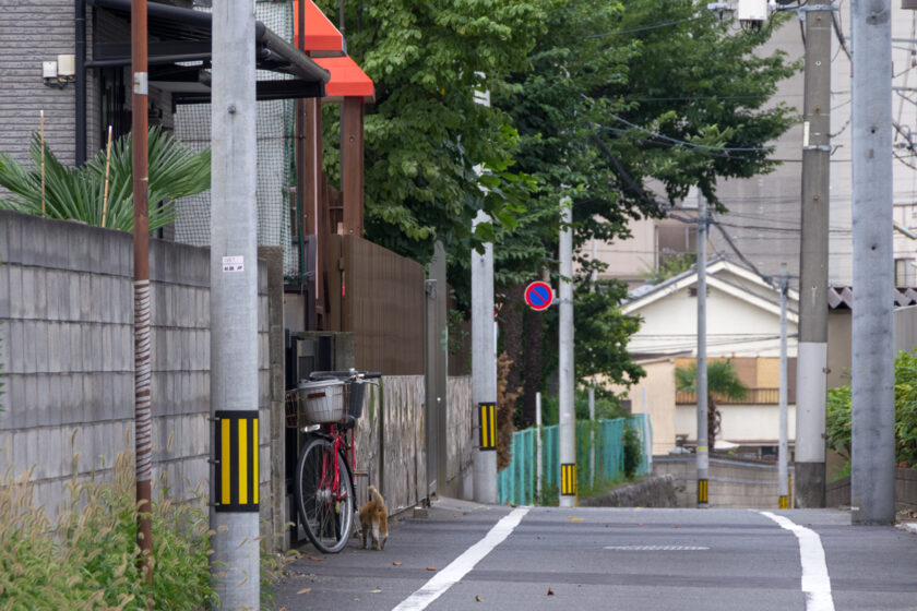 八王子市の猫