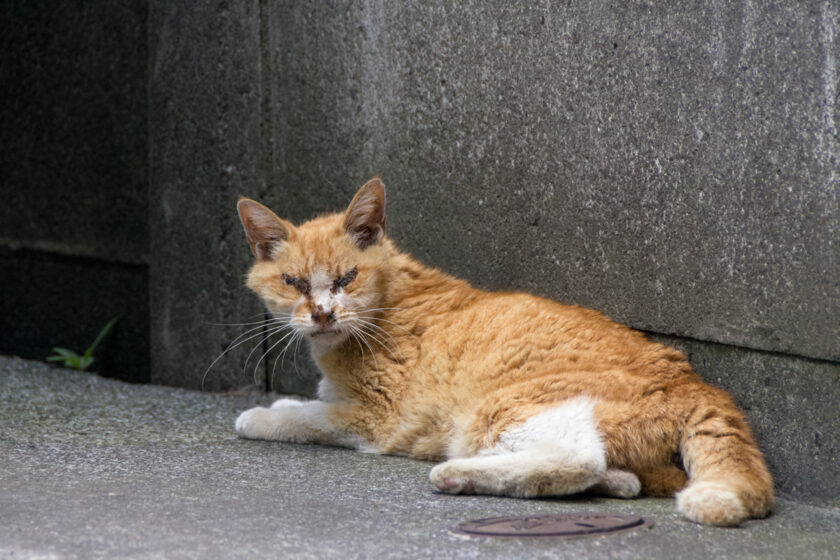 八王子市の猫