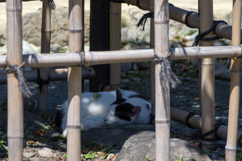 昭島市の猫