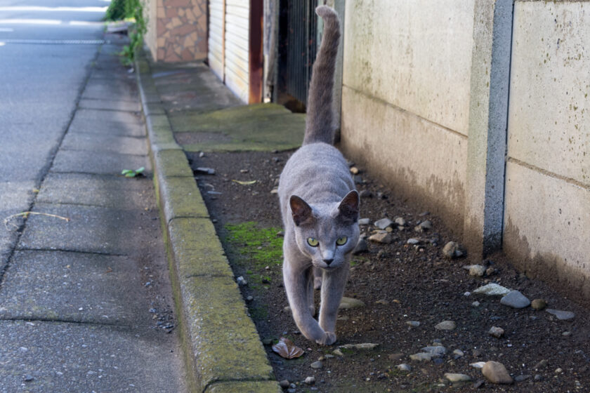 福生市の猫