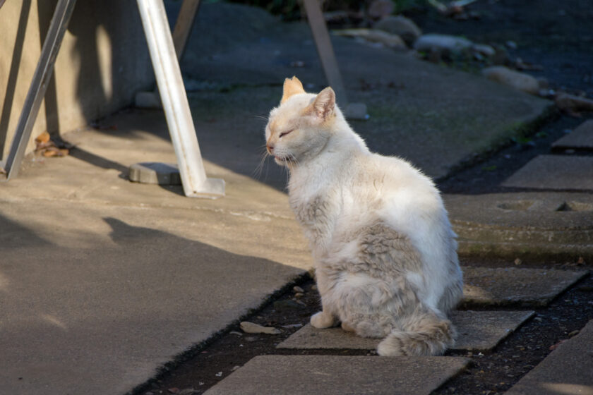 羽村市の猫