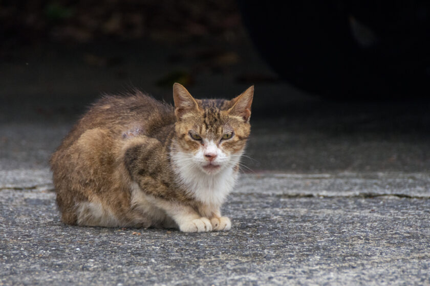 所沢市の猫