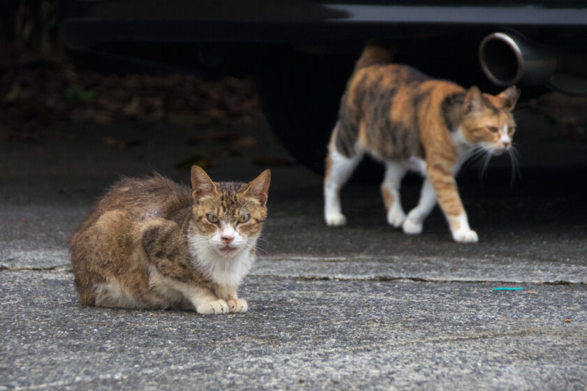 所沢市の猫