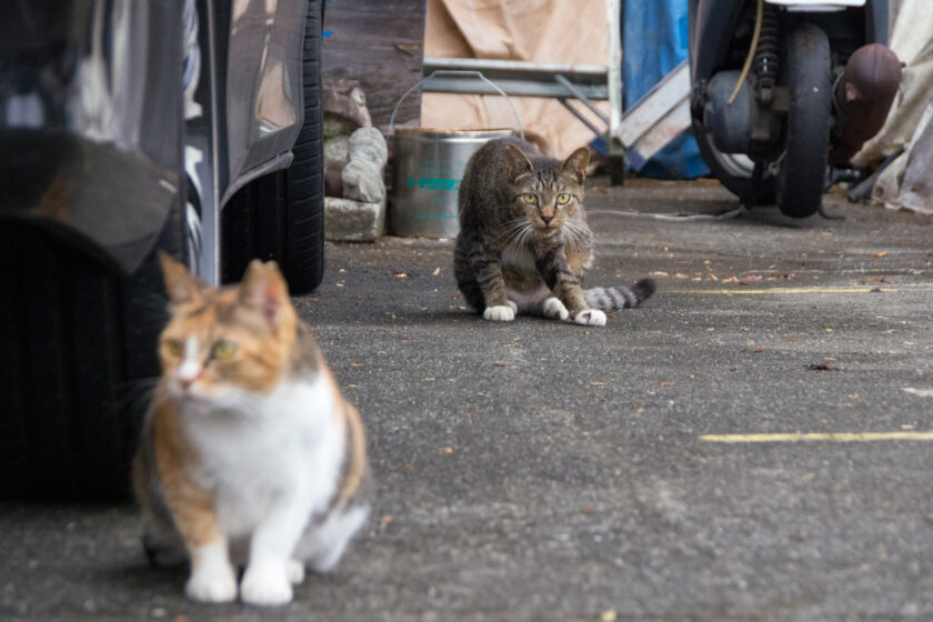 所沢市の猫