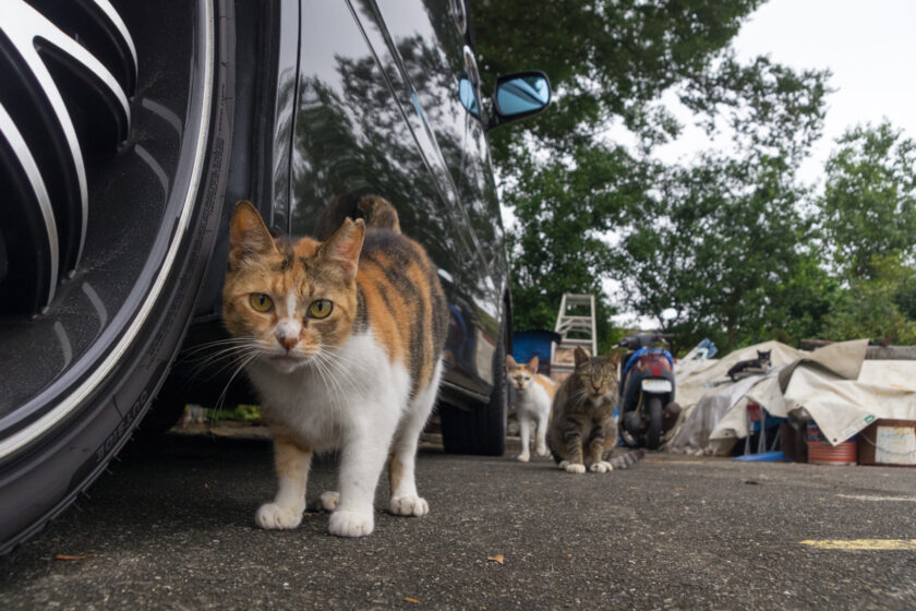 所沢市の猫