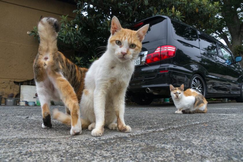 所沢市の猫