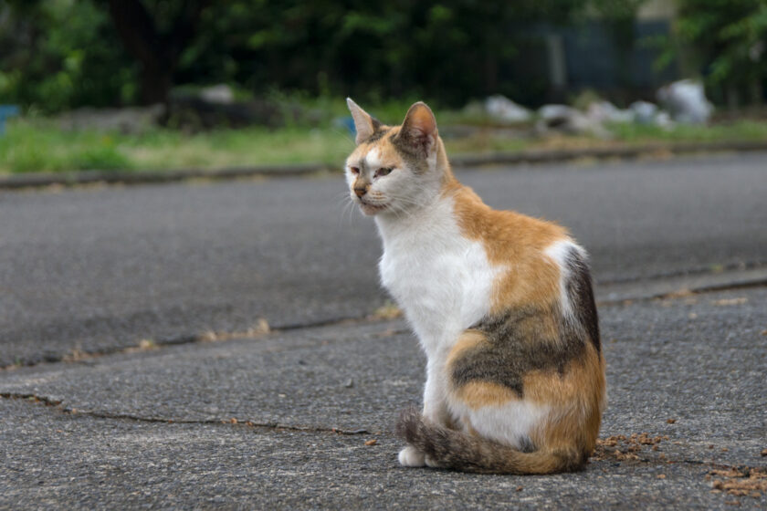 所沢市の猫