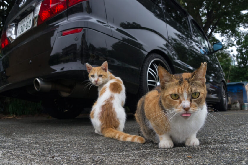 所沢市の猫