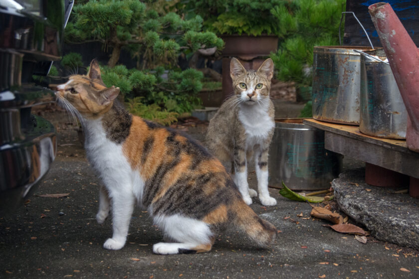 所沢市の猫