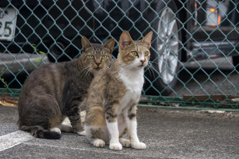 所沢市の猫