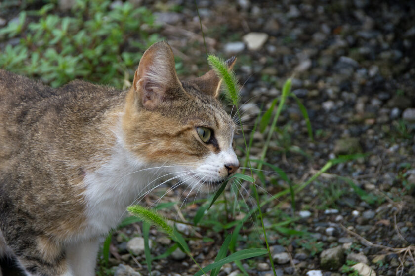 所沢市の猫