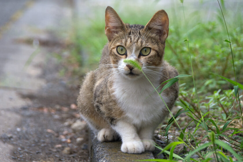 所沢市の猫