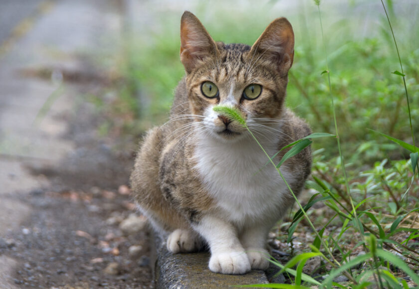 所沢市の猫