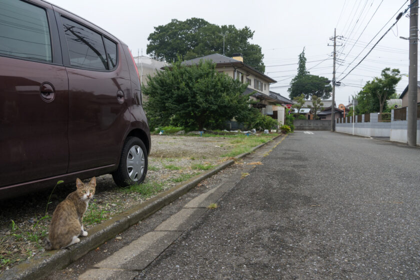 所沢市の猫