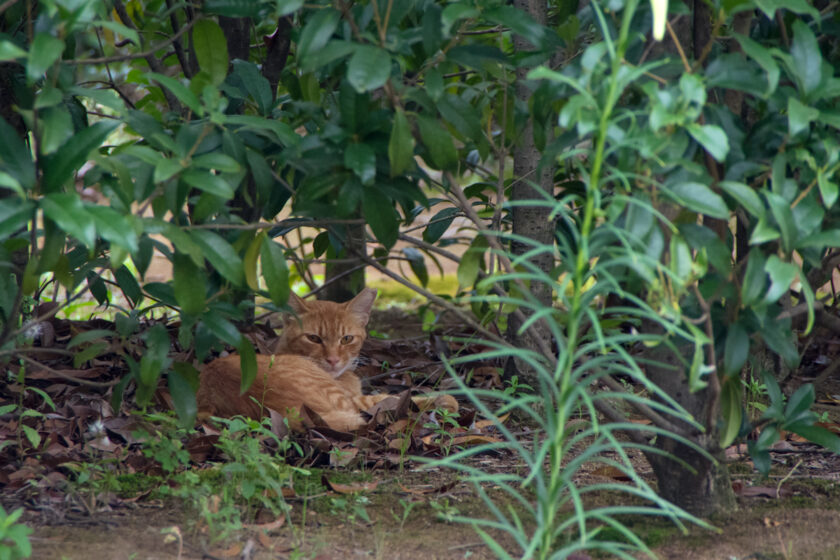 所沢市の猫